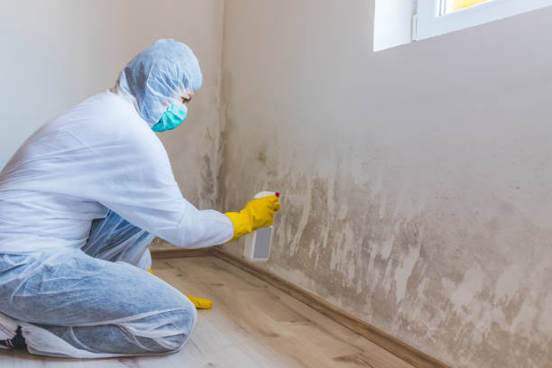 Licensed Mold Inspection service in Worcester, PA - WQB Mold Removal