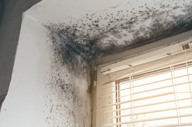Affordable Mold Inspection solutions in Worcester, PA